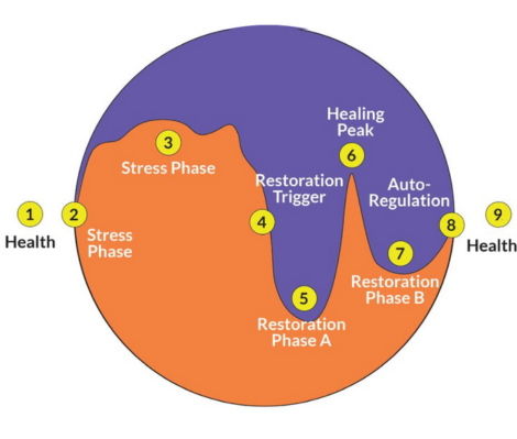 visual representation of the 2 processes of dis-ease