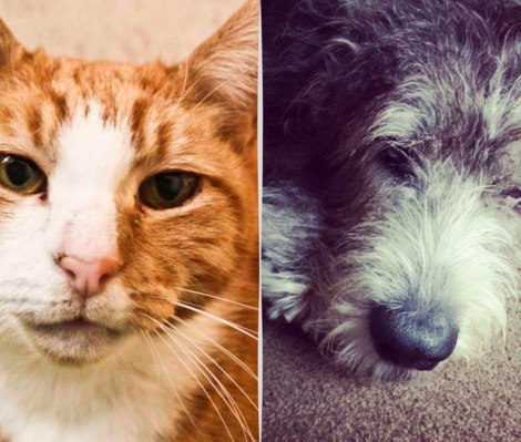image shows 2 previous animal clients - a dog and a cat