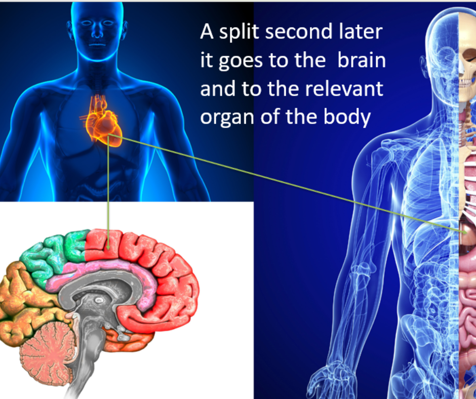 image illustrating the heart sending information to the brain and corresponding organ of the body